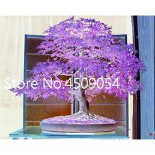 Hot Sale! 20 pcs American Maple Seedsplant Bonsai Tree Seedling