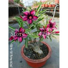 100% True Desert Rose Bonsai Ornamental Plants Balcony Bonsai Potted Flowers Drawf Adenium Obesum Bonsai -1 Particles/lot