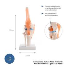 66fit Human Knee Joint