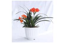 Clivia Regular Pot Inch 12 Inch