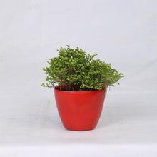 Selaginella Regular Pot 4 Inch