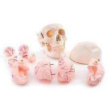 66fit Deluxe Life Size Human Skull with 8 Part Brain Anatomical Model - (XC-104E)