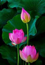 Lotus Seeds - Pink & Red Lotus Flower 5 Seeds