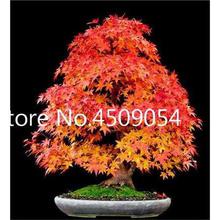 Hot Sale! 20 pcs American Maple Seedsplant Bonsai Tree Seedling