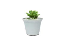 Succulent Plant