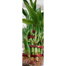 Lucky Bamboo Bunch  – Original Plant for indoor – Imported plant