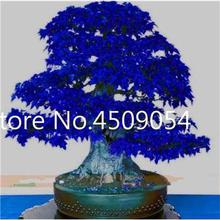 Hot Sale! 20 pcs American Maple Seedsplant Bonsai Tree Seedling