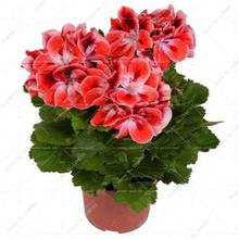 100 Pcs Colorful Bonsai Geranium Flower Rare Variegated Geranium Bonsai Potted Indoor Rooms Home Garden Flower For Bonsai Plant