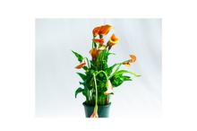 Orange Calla Lily Flowering Plant