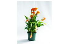 Orange Calla Lily Flowering Plant