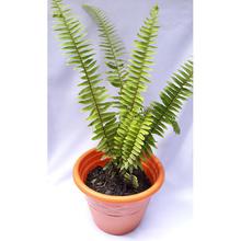 Sword Fern