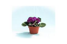 African Violet Flowering Plant