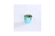 String of Pearls Regular Pot 4 Inch