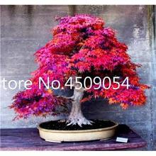 Hot Sale! 20 pcs American Maple Seedsplant Bonsai Tree Seedling