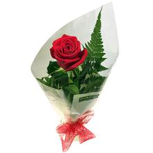 Red Rose (1Pc wrapped)