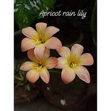 Urban Gardens Rare Mixed Rain Lily Bulbs Mix,