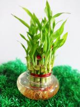 Lucky Bamboo 2 layer