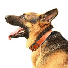 PetsUp Dog Collar Neck Belt for Small To Large Dogs (Medium,