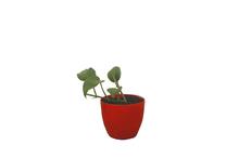 Cool Pot Money Plant