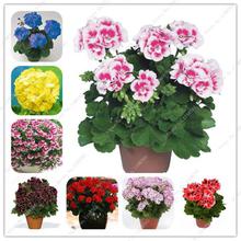 100 Pcs Colorful Bonsai Geranium Flower Rare Variegated Geranium Bonsai Potted Indoor Rooms Home Garden Flower For Bonsai Plant