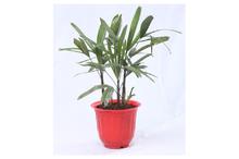 Lady Palm Regular Pot 10 Inch