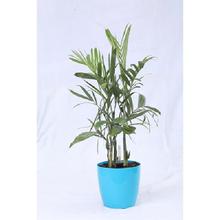 Bamboo Palm Self Watering Pot 25 cm