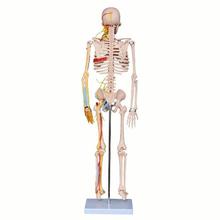 66fit White Human Skeleton With Nerves and Blood Vessel 85cm - (XC-102B)