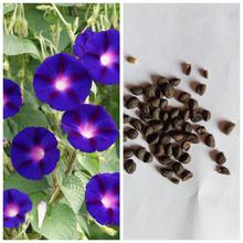 Super Fresh Ipomea Morning Glory Flower Seeds For Garden And Balcony, 80 Plus Seeds