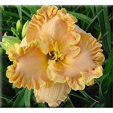 New 100 Pcs/Bag Fresh Rare Hybrid Daylily Flowers Hemerocallis Lily Indoor Bonsai Home Garden Supplies for Flower Pot