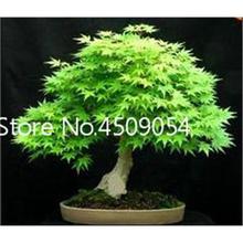 Hot Sale! 20 pcs American Maple Seedsplant Bonsai Tree Seedling