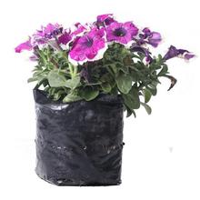 Petunia Plant in Nursery Grow Bag