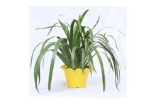 Iris Regular Pot 10 Inch