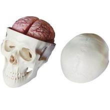 66fit Deluxe Life Size Human Skull with 8 Part Brain Anatomical Model - (XC-104E)