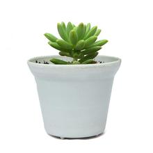 Succulent Plant