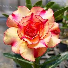 Genuine Desert Rose Plantas rare Adenium Obesum flower Plants 4 pcs