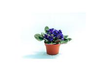 African Violet Flowering Plant