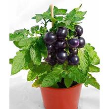 200 pcs/bag bonsai tomato , delicious cherry tomato ,Non-GMO  vegetables Edible food balcony potted garden plants