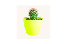 Flowering Cactus Regular Pot 8.89 cm