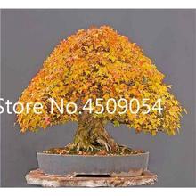 Hot Sale! 20 pcs American Maple Seedsplant Bonsai Tree Seedling