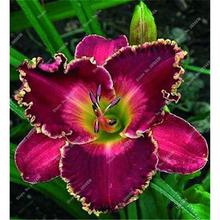 New 100 Pcs/Bag Fresh Rare Hybrid Daylily Flowers Hemerocallis Lily Indoor Bonsai Home Garden Supplies for Flower Pot