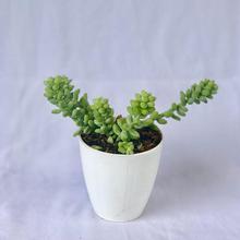 Sedum Morganium Plant