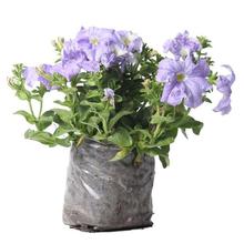 Small Pansy Plant in Nursery Grow Bag