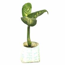 Dumb Cane Plant (Small)