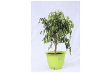 Weeping fig Regular Pot 12 Inch