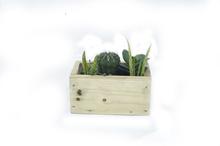 Wood Pot Cactus And Succulent