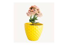 Kalanchoe Regular Pot 6 Inch