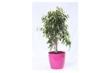 Weeping fig Self Watering Pot 25 cm