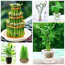 SALE- 6 Kinds Lucky Bamboo Choose Potted Bonsai Seed 30 pcs/pack