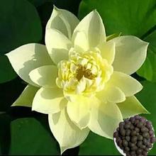 5 Pcs Lotus Seeds Aquatic Plants