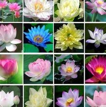 16 Seeds Of Mixed Flower Lotus Seeds